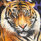 Dolce & Gabbana Multicolor Tiger Print Men Bomber Jacket